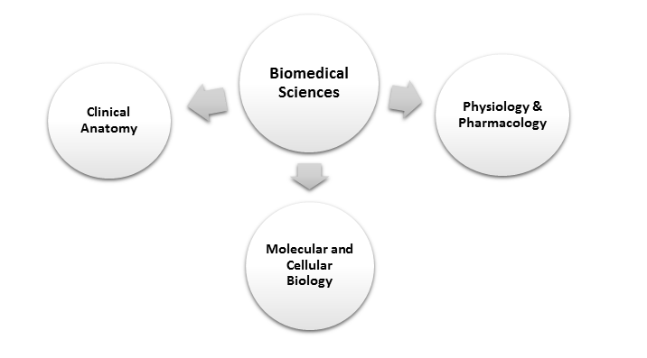Biomedical Sciences: Clinical Anatomy, Molecular and Cellular Biology, and Physiology & Pharmacology